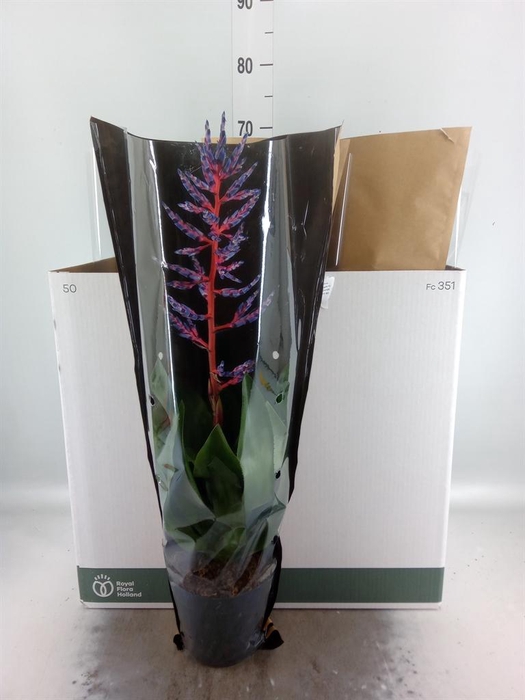 <h4>Aechmea  'Blue Rain'</h4>