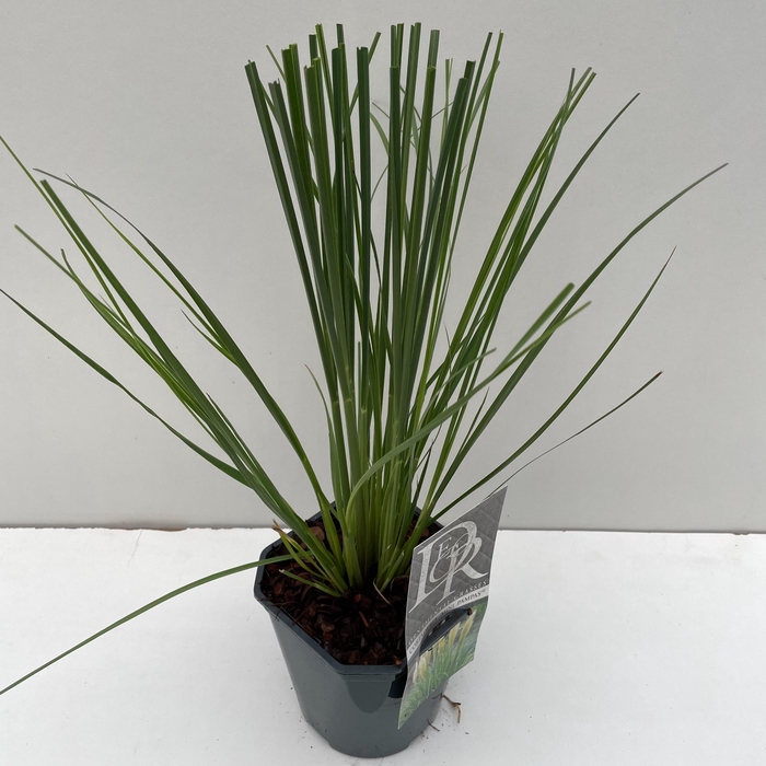 <h4>Cortaderia sell. 'Mini Pampas'</h4>