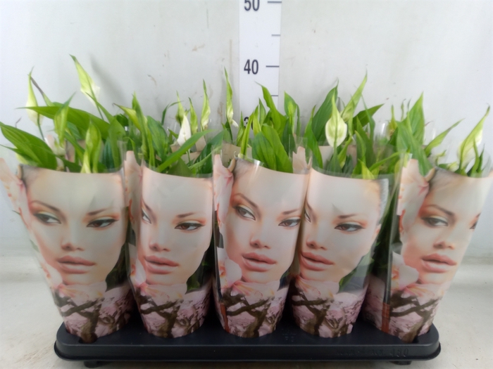 <h4>Spathiphyllum  'Alana'</h4>