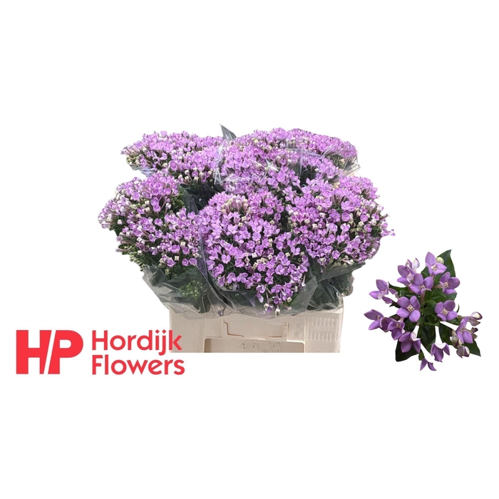 <h4>BOU EN NAOMI</h4>