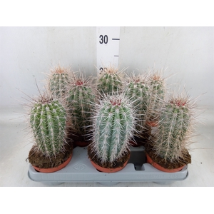 Pachycereus pringlei