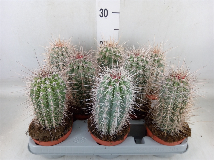 <h4>Pachycereus pringlei</h4>