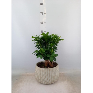 Ficus microcarpa 'Ginseng'