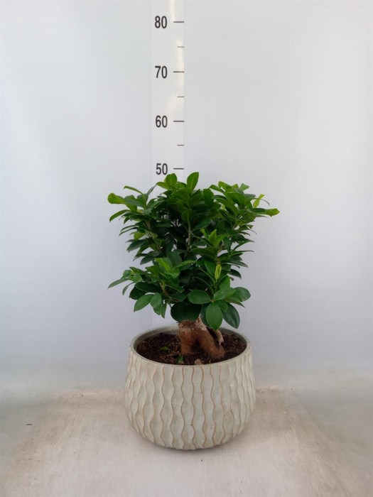 <h4>Ficus microcarpa 'Ginseng'</h4>