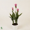 Curcuma Skyline 19cm Decorum