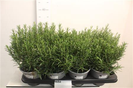 <h4>Rosmarin Of Ov</h4>