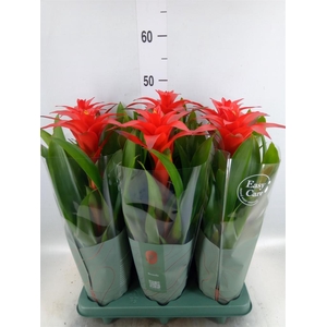 Guzmania  'Calypso'