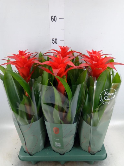 <h4>Guzmania  'Calypso'</h4>
