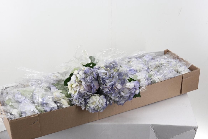 <h4>Hydr Lilac Tinted Sel Box</h4>