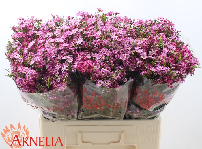 <h4>Chamelaucium 'purple Rain'</h4>