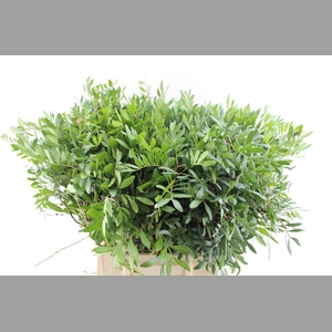 Pistache 50 Cm Medium