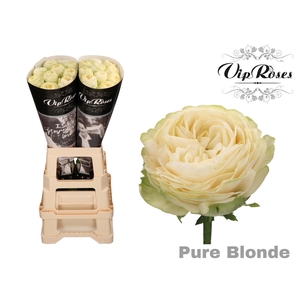 R GR PURE BLONDE