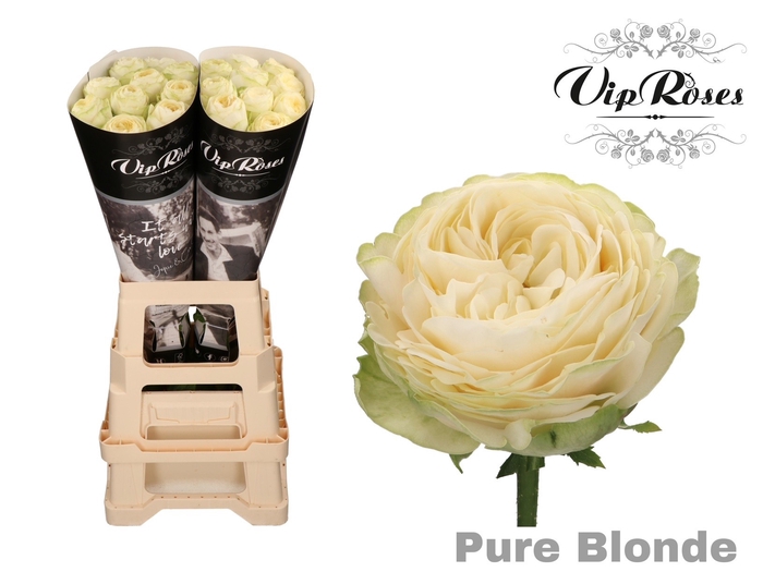 R GR PURE BLONDE