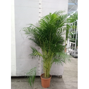 Dypsis lutescens   ...Chrysalidoca
