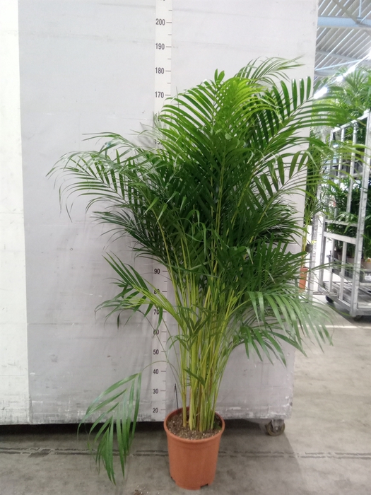 <h4>Dypsis lutescens   ...Chrysalidoca</h4>