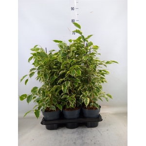 Ficus benja. 'Samantha'