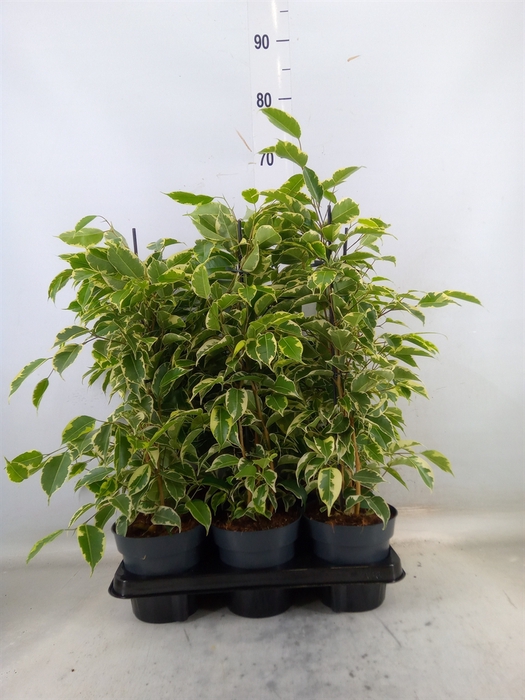 <h4>Ficus benja. 'Samantha'</h4>