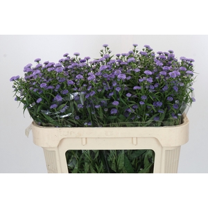 Aster Baby Blue