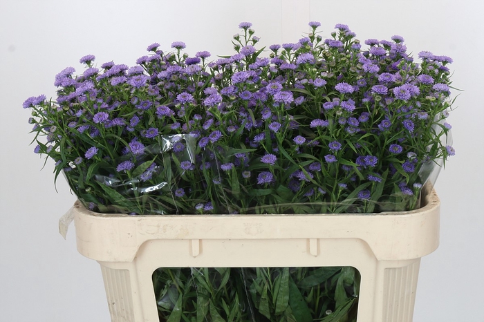 Aster Baby Blue