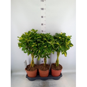 Schefflera arbor. 'Gold Capella'