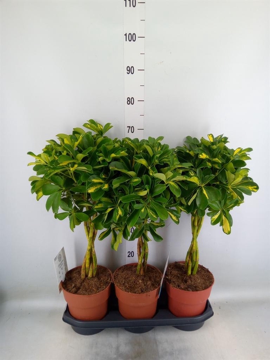 <h4>Schefflera arbor. 'Gold Capella'</h4>
