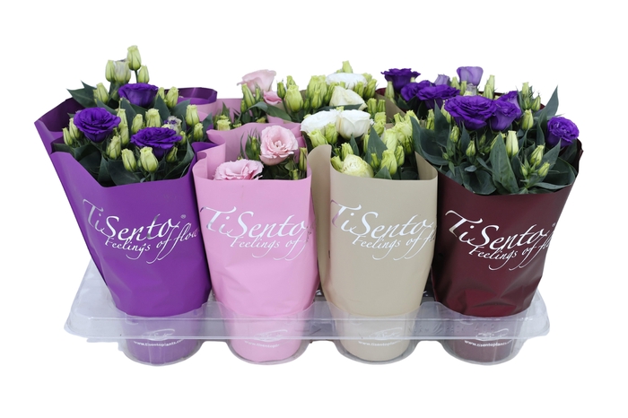 <h4>EUST JULIETTA GEM</h4>