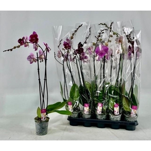 PHAL GEM