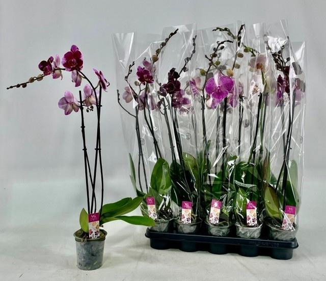 <h4>PHAL GEM</h4>