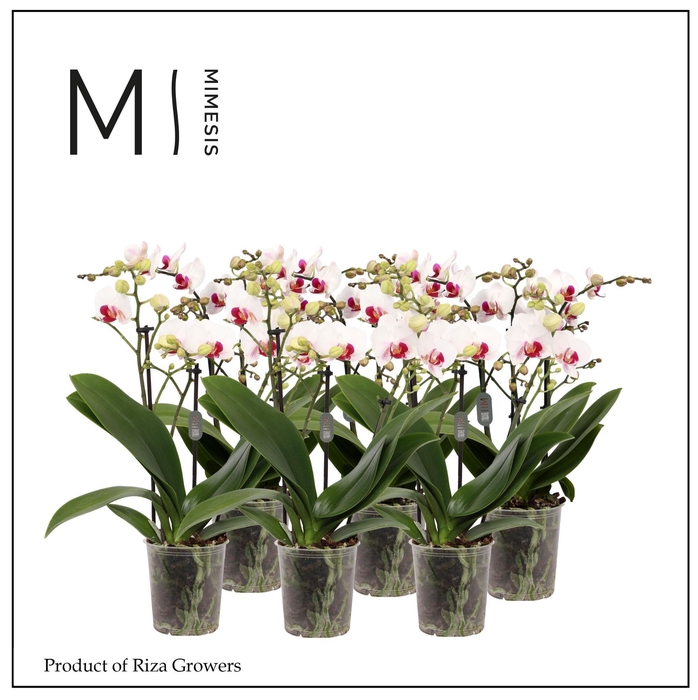<h4>Phalaenopsis Multi Red Lip 3 spike - 12cm | Mimesis</h4>