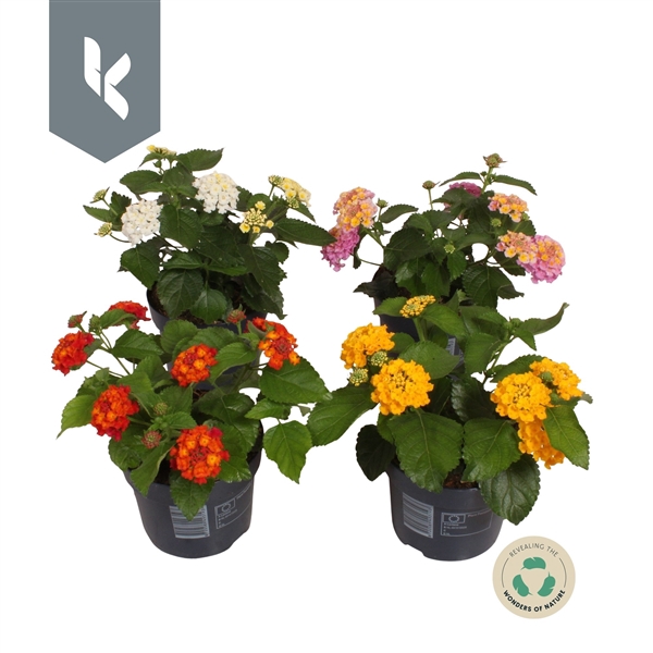 <h4>Lantana Havana mix laag</h4>