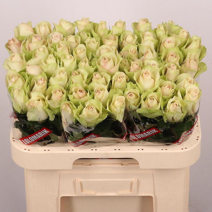 <h4>Rosa large la belle</h4>
