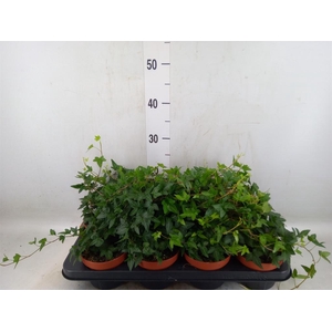 Hedera helix 'Shamrock'