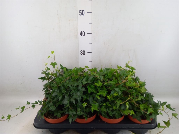 <h4>Hedera helix 'Shamrock'</h4>