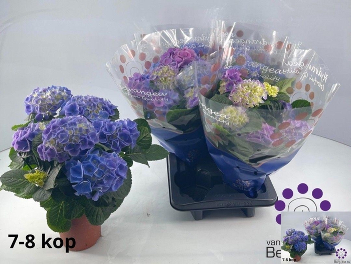 <h4>HYDR M FABOLO</h4>