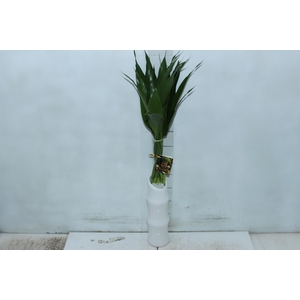 BAMBU FLOREIRA