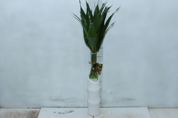 <h4>BAMBU FLOREIRA</h4>