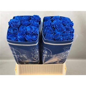 R Gr Blue Ec