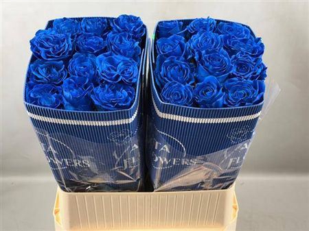 <h4>R Gr Blue Moon Ec</h4>