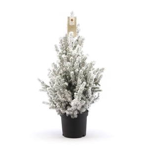 Picea gl. 'December'® P19 40/50 + Snow