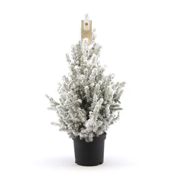 <h4>Picea gl. 'December'® P19 40/50 + Snow</h4>