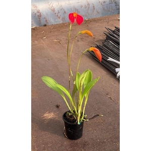 ORCHIDEEEN OVERIG