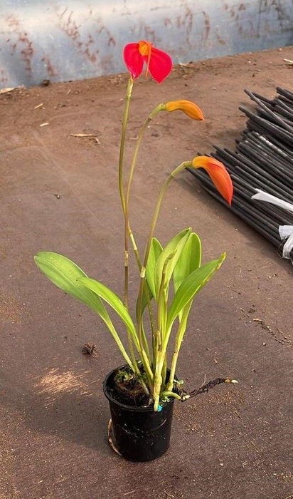 <h4>ORCHIDEEEN OVERIG</h4>