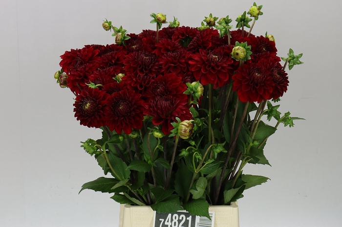 Dahlia Red Fox A2