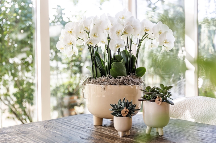 <h4>Phalaenopsis   ...white</h4>