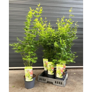 ACER PALMATUM