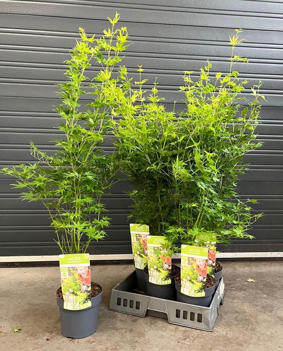 <h4>Acer Palmatum</h4>