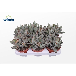 KALANCHOE TOMENTOSA