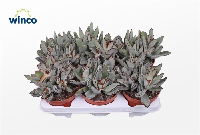 <h4>KALANCHOE TOMENTOSA</h4>
