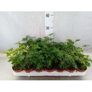 Hedera   ...mix