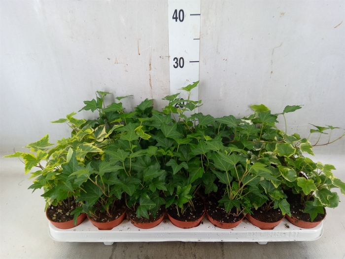 <h4>Hedera   ...mix</h4>